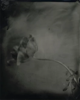 Alexandre Onimus